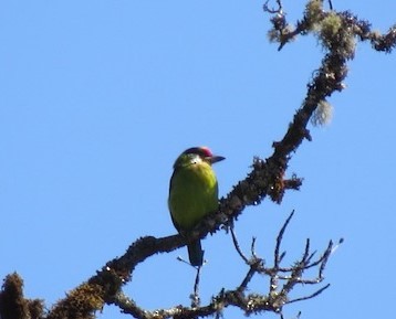 Golden-throated Barbet - ML596668871