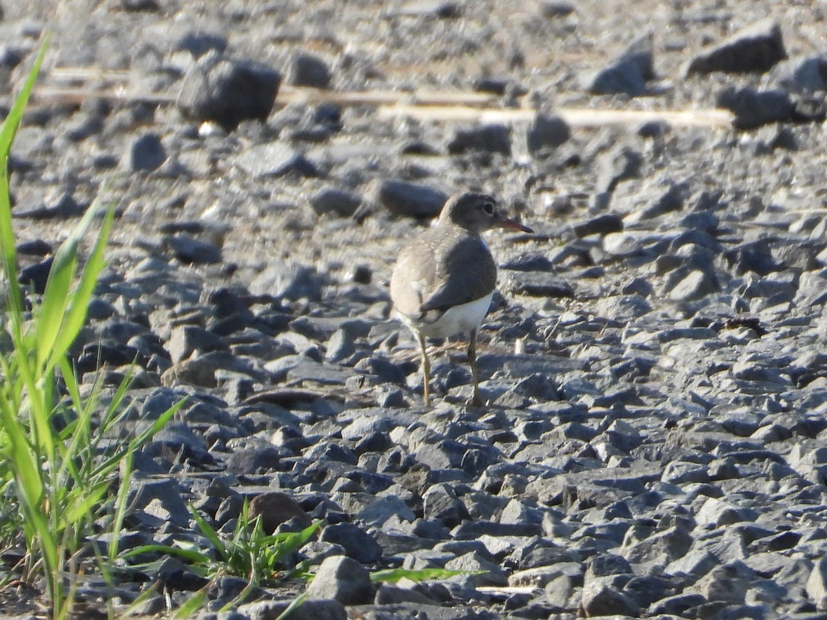Spotted Sandpiper - ML596670041
