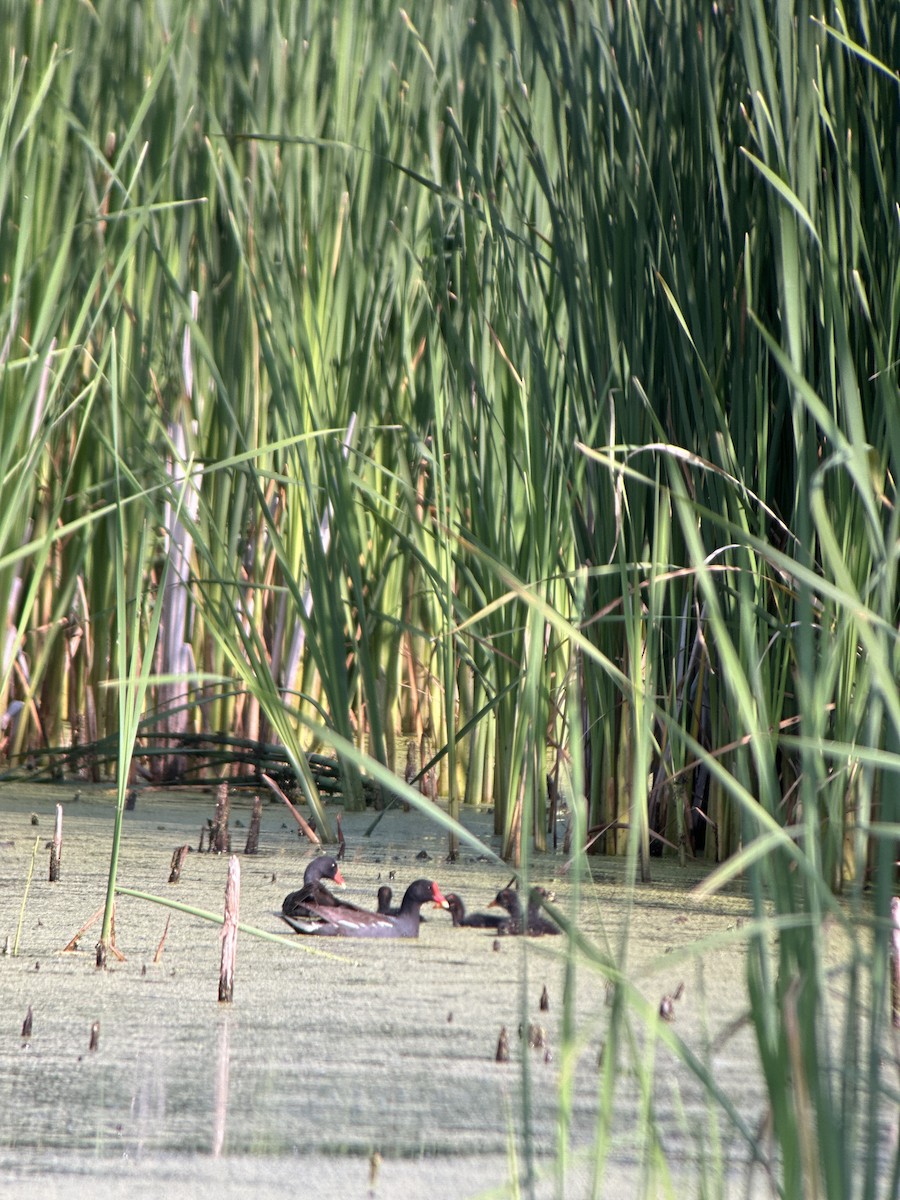 Common Gallinule - ML596670801