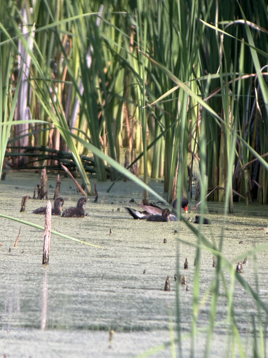 Common Gallinule - ML596670891