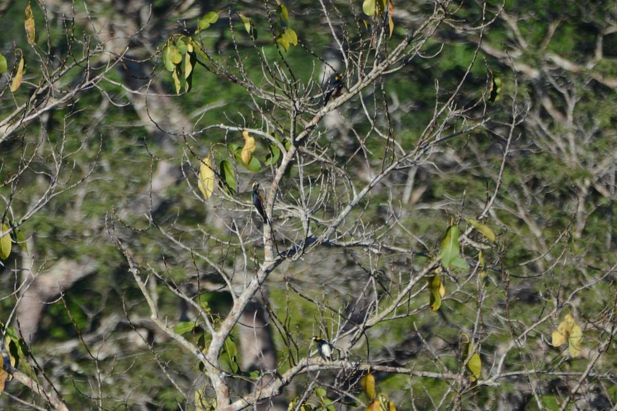 Yellow-tufted Woodpecker - ML596671111