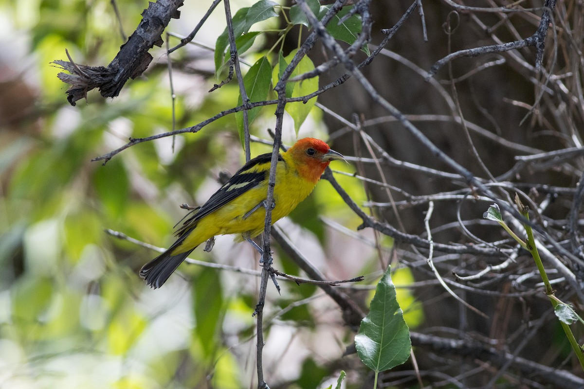 Western Tanager - ML596671311
