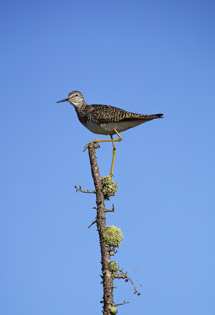 Lesser Yellowlegs - ML596672371