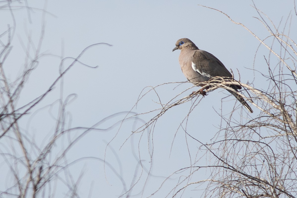 West Peruvian Dove - ML596673331