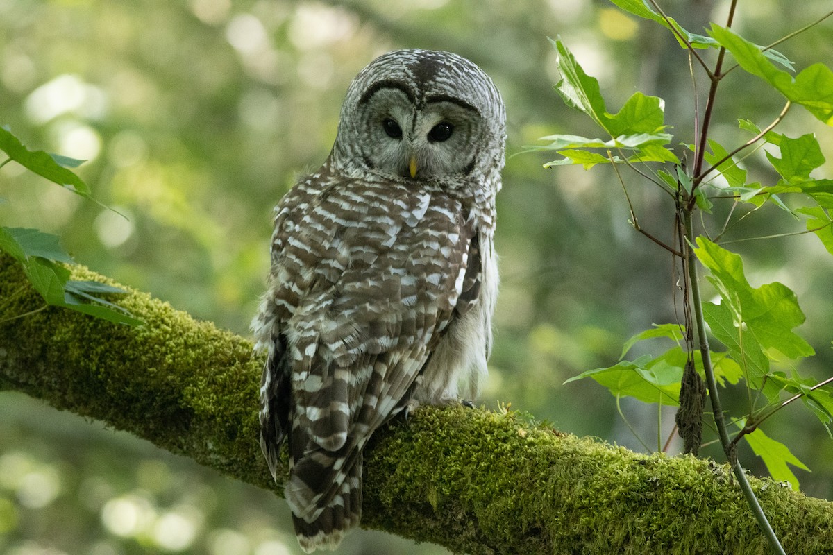 Barred Owl - ML596673841