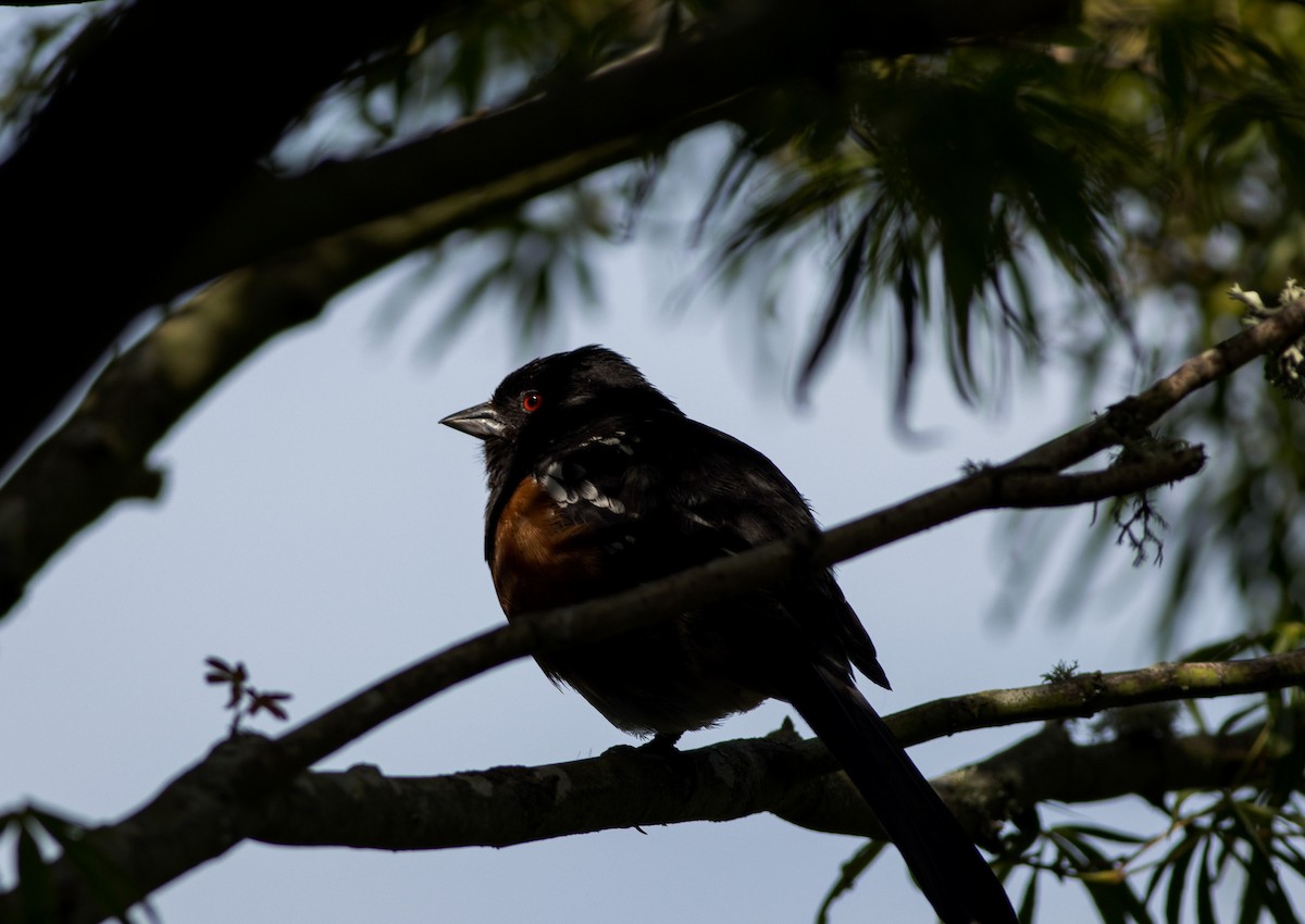 Spotted Towhee - ML596674391