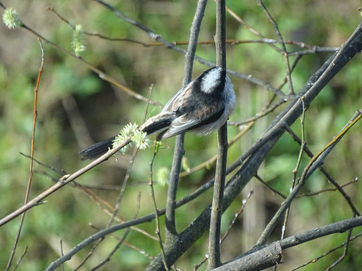 Long-tailed Tit (europaeus Group) - Juanjo Mateos