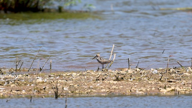 Stilt Sandpiper - ML596674971