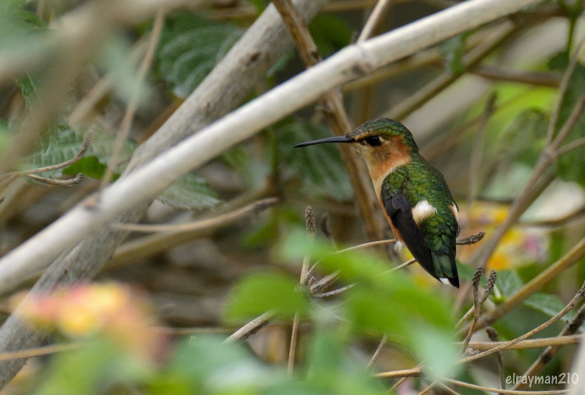 ムナジロエンビハチドリ - ML596676651