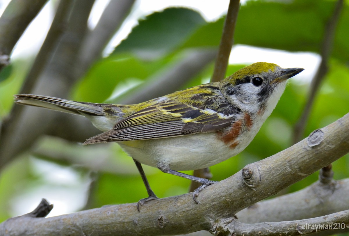 Chestnut-sided Warbler - ML596676831