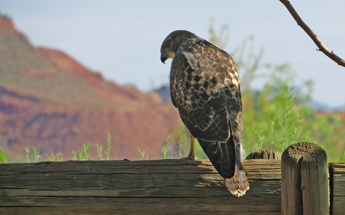 Red-tailed Hawk - ML596677921