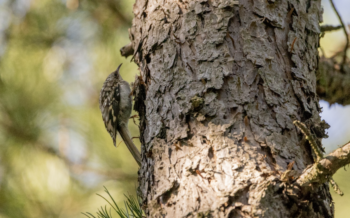 Brown Creeper - ML596678031