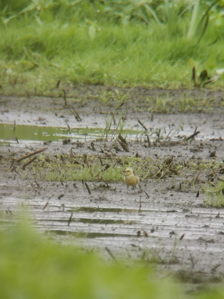 Citrine Wagtail - ML596679001