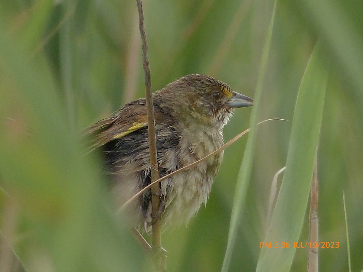 Seaside Sparrow - ML596679131