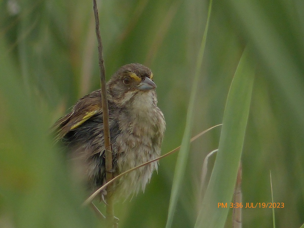 Seaside Sparrow - ML596679141