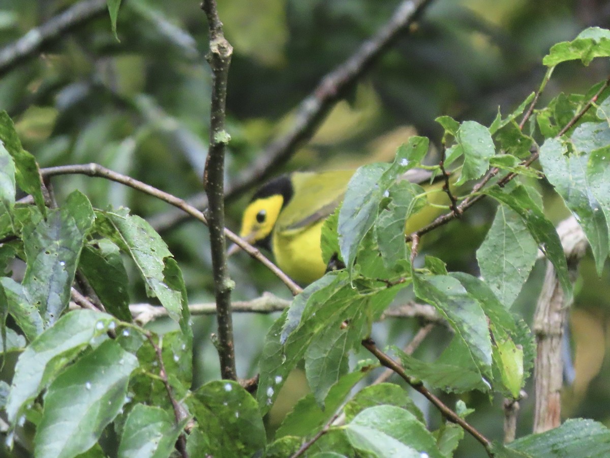 Hooded Warbler - ML596679311