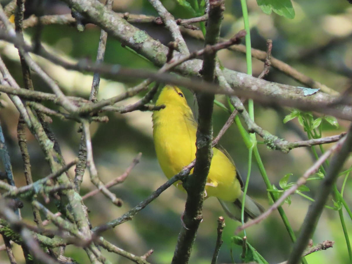 Hooded Warbler - ML596679331