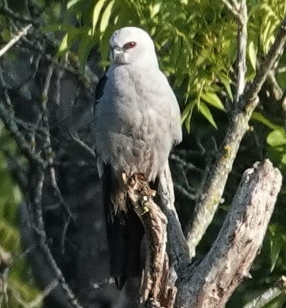 Mississippi Kite - ML596679351