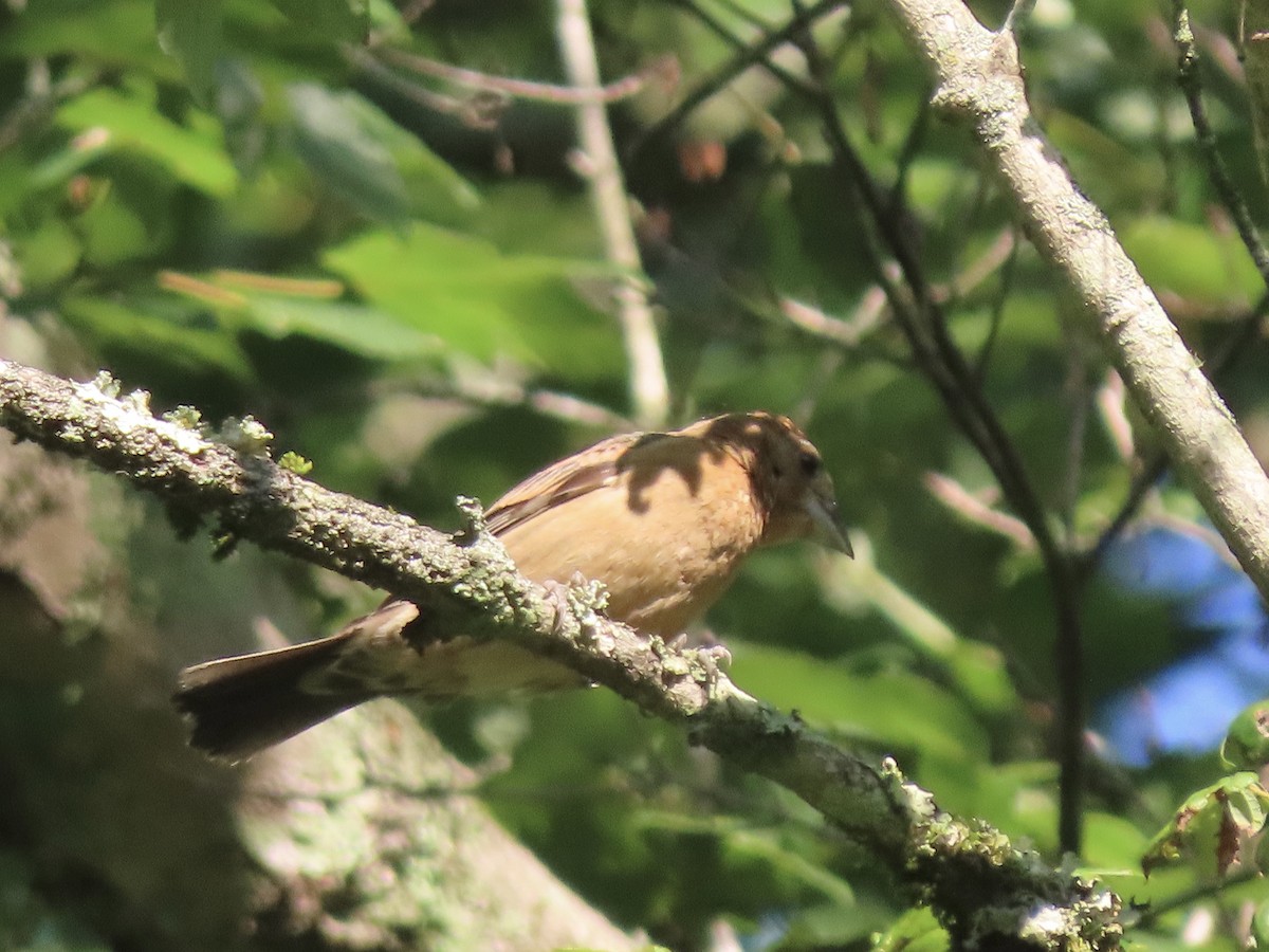 Blue Grosbeak - ML596680511