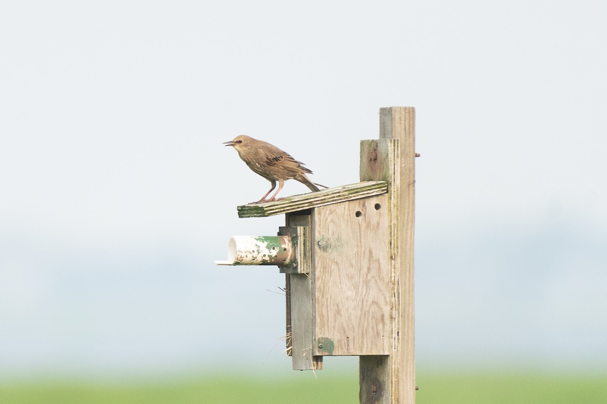 European Starling - ML596680851