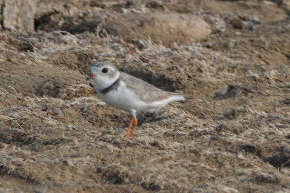 Piping Plover - ML596680871