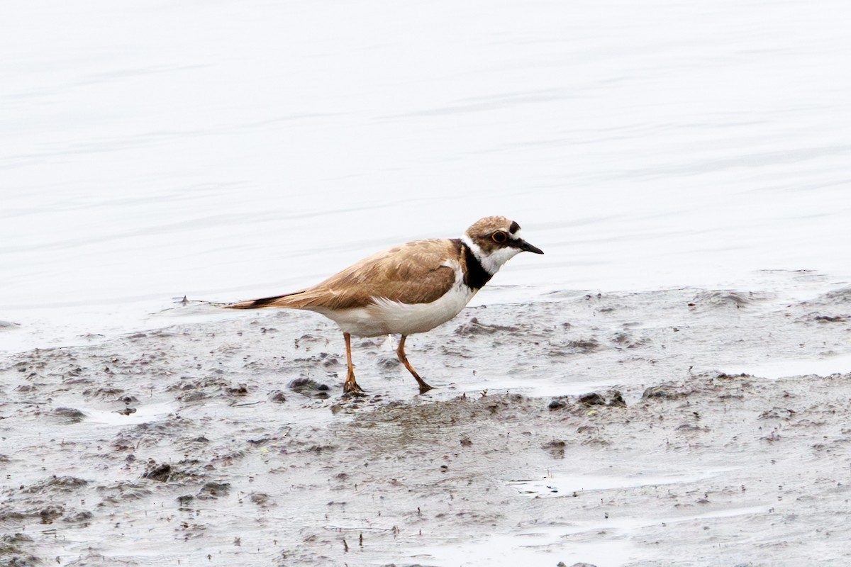 Little Ringed Plover - ML596680991