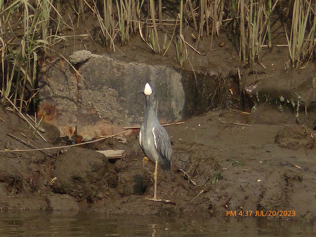 Yellow-crowned Night Heron - ML596681071