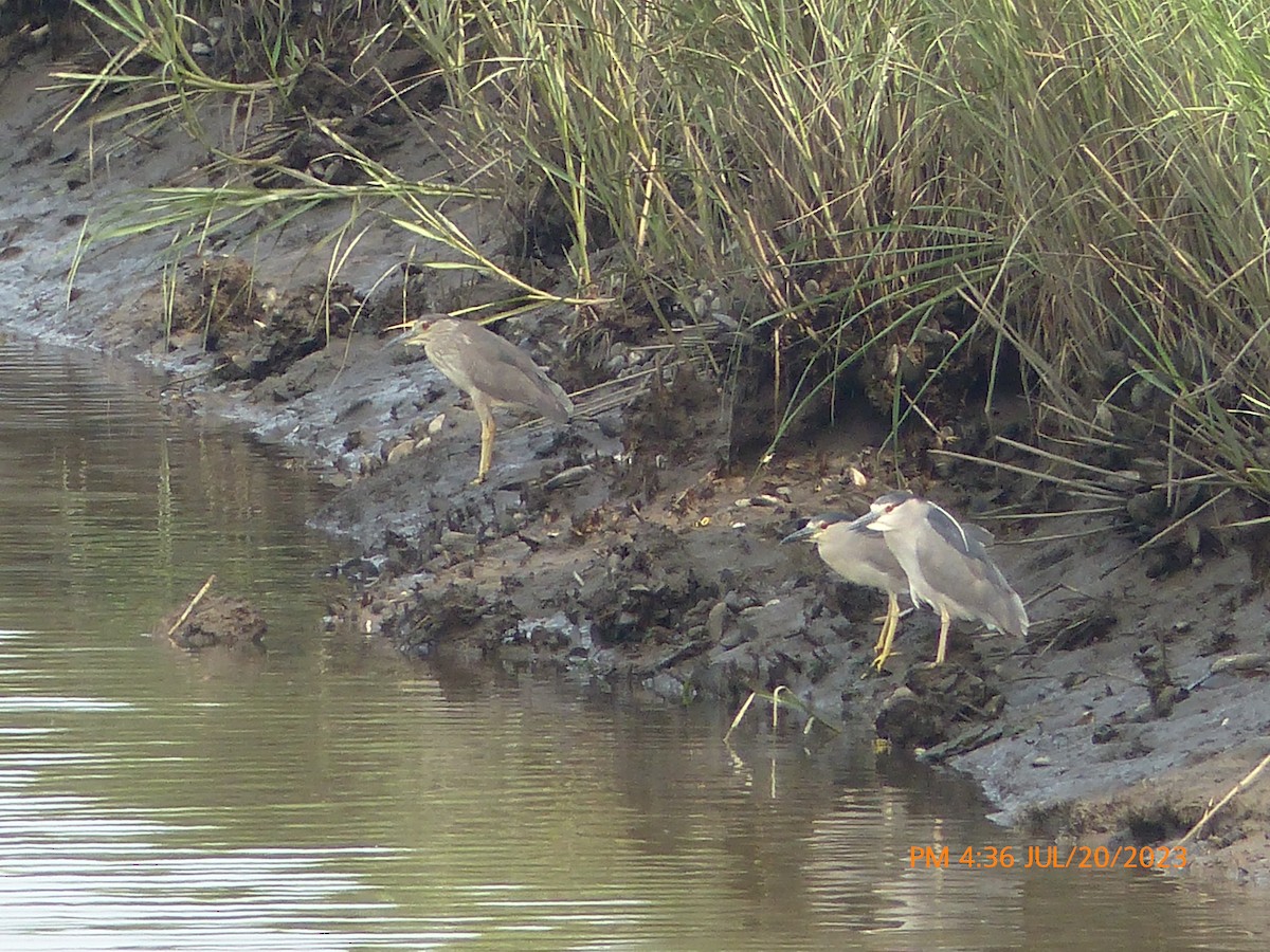 Black-crowned Night Heron - Sam Skinner