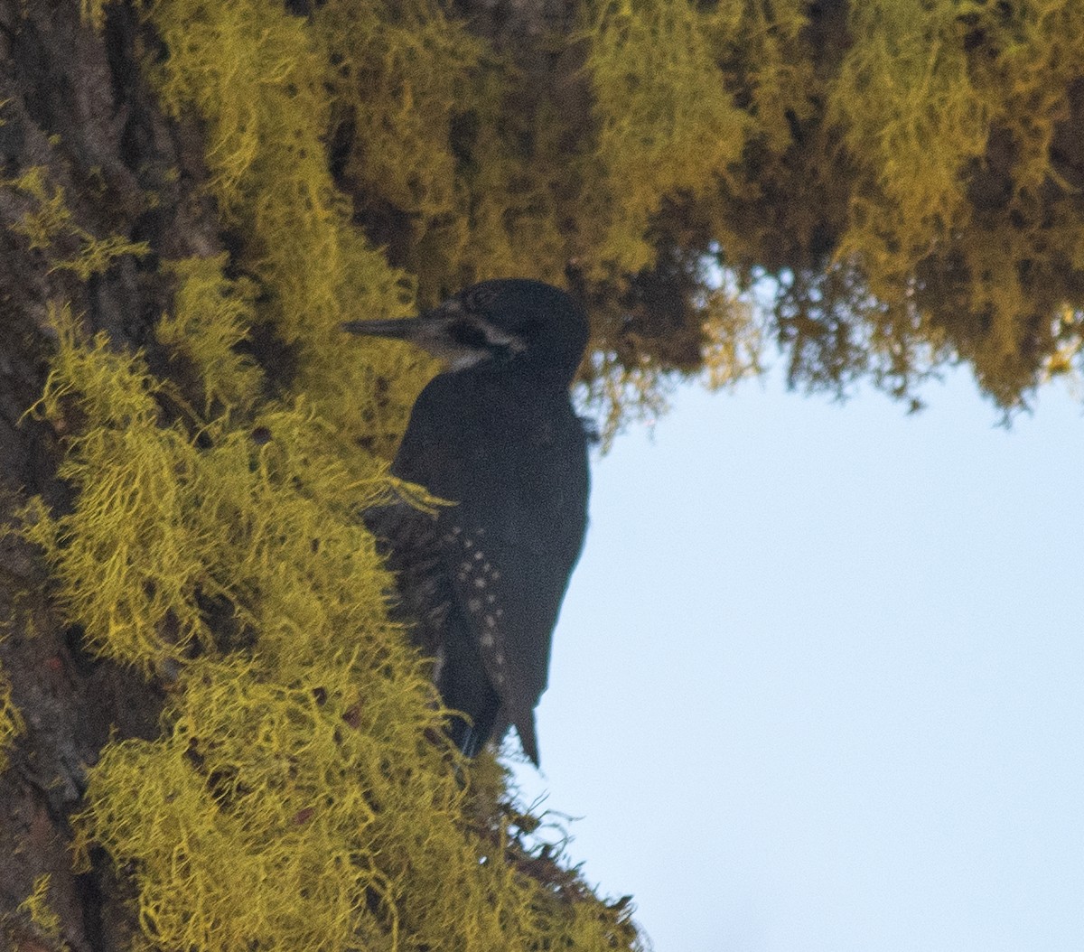 Black-backed Woodpecker - ML596681301