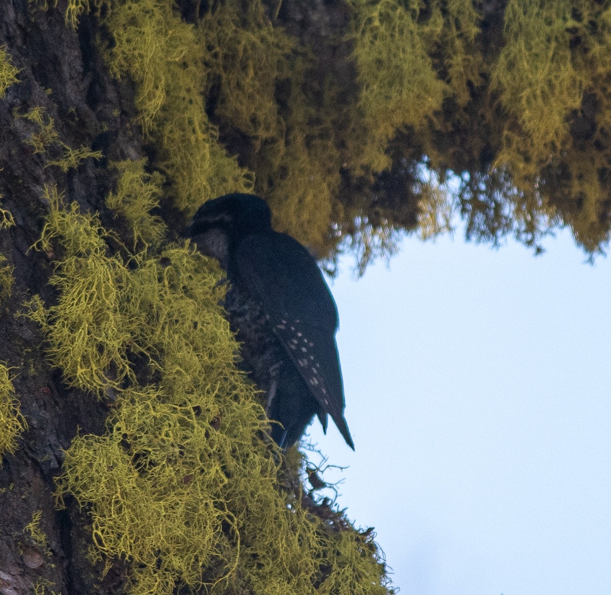 Black-backed Woodpecker - ML596681311