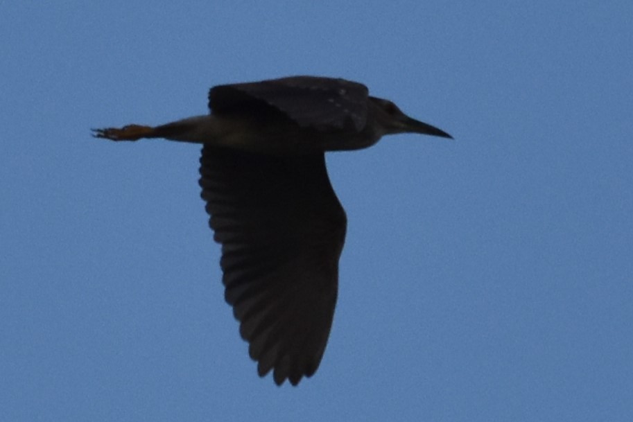 Black-crowned Night Heron - Derek Hudgins