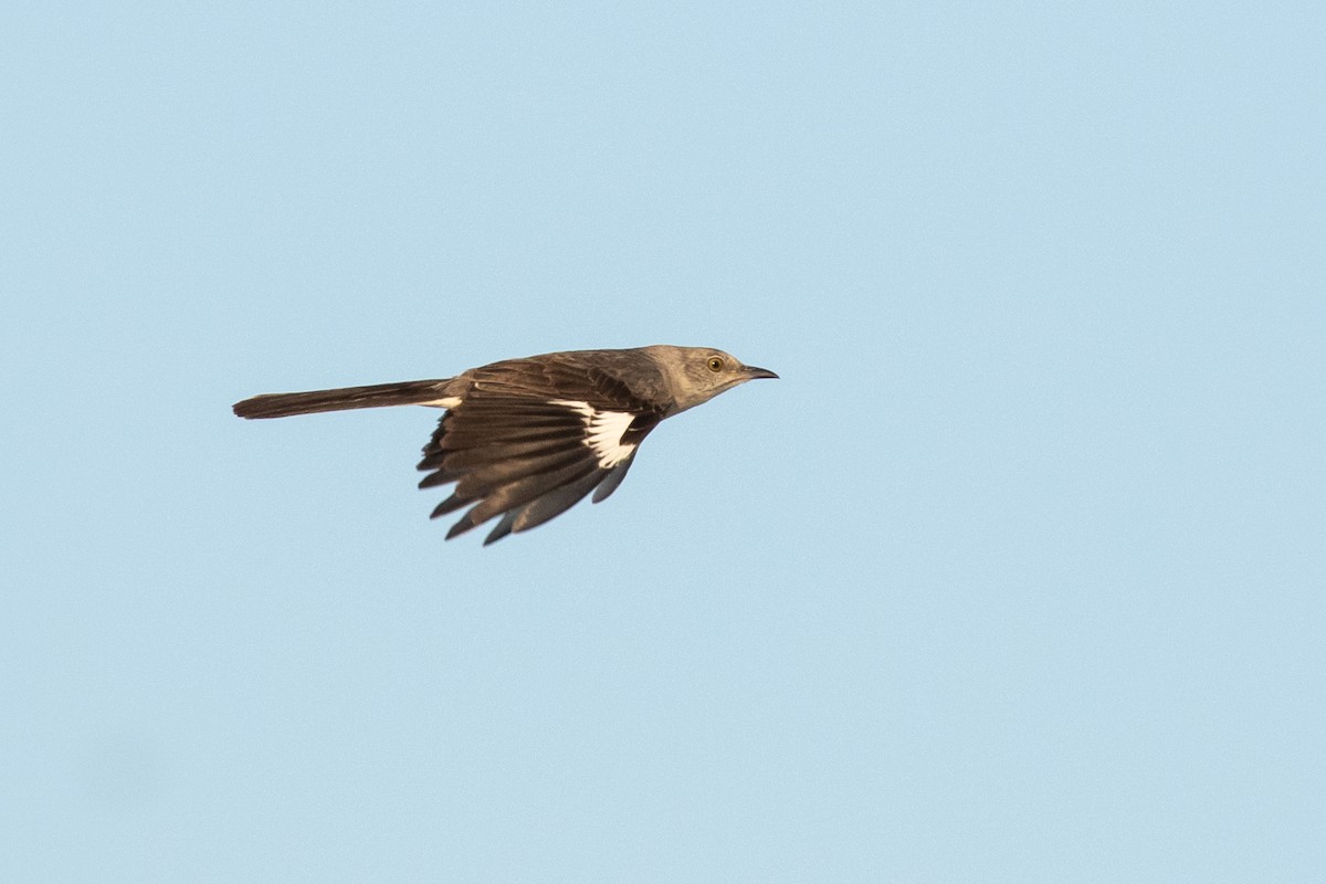 Northern Mockingbird - ML596682041