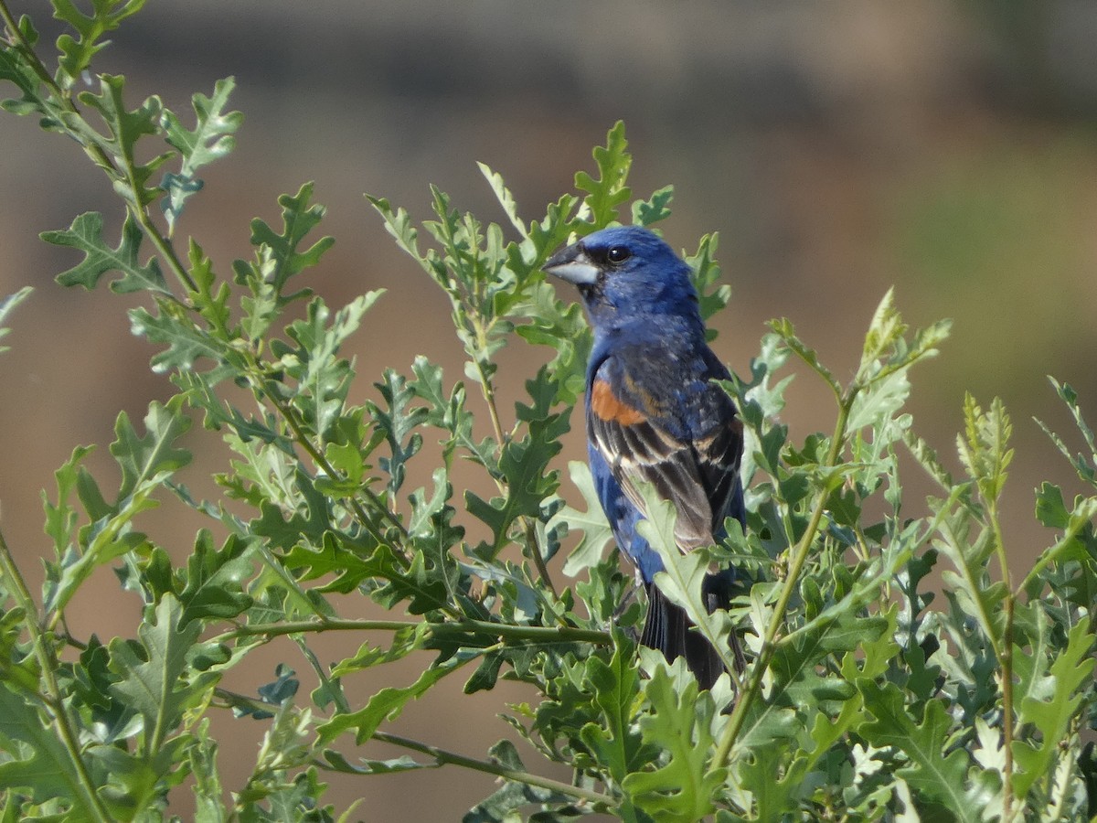 Blue Grosbeak - ML596682101