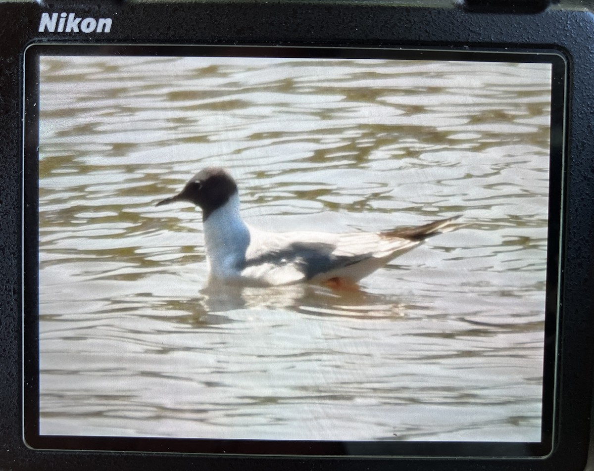 Bonaparte's Gull - ML596682441