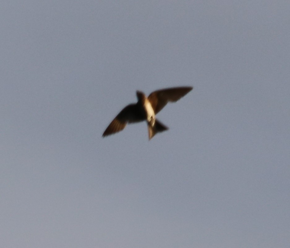 Purple Martin - ML596682931