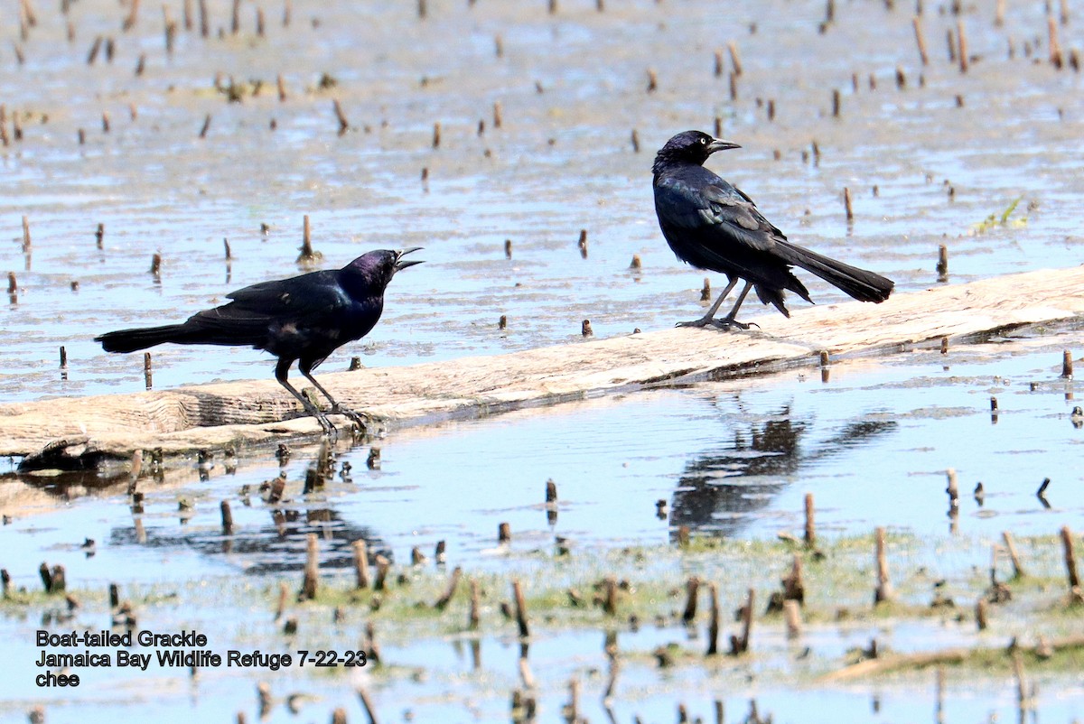 Boat-tailed Grackle - ML596683251