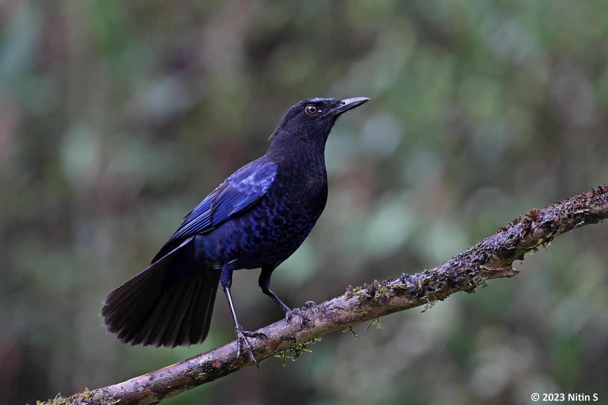 Малабарская синяя птица - ML596684111