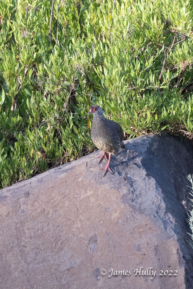 Harwood's Spurfowl - Jim Hully