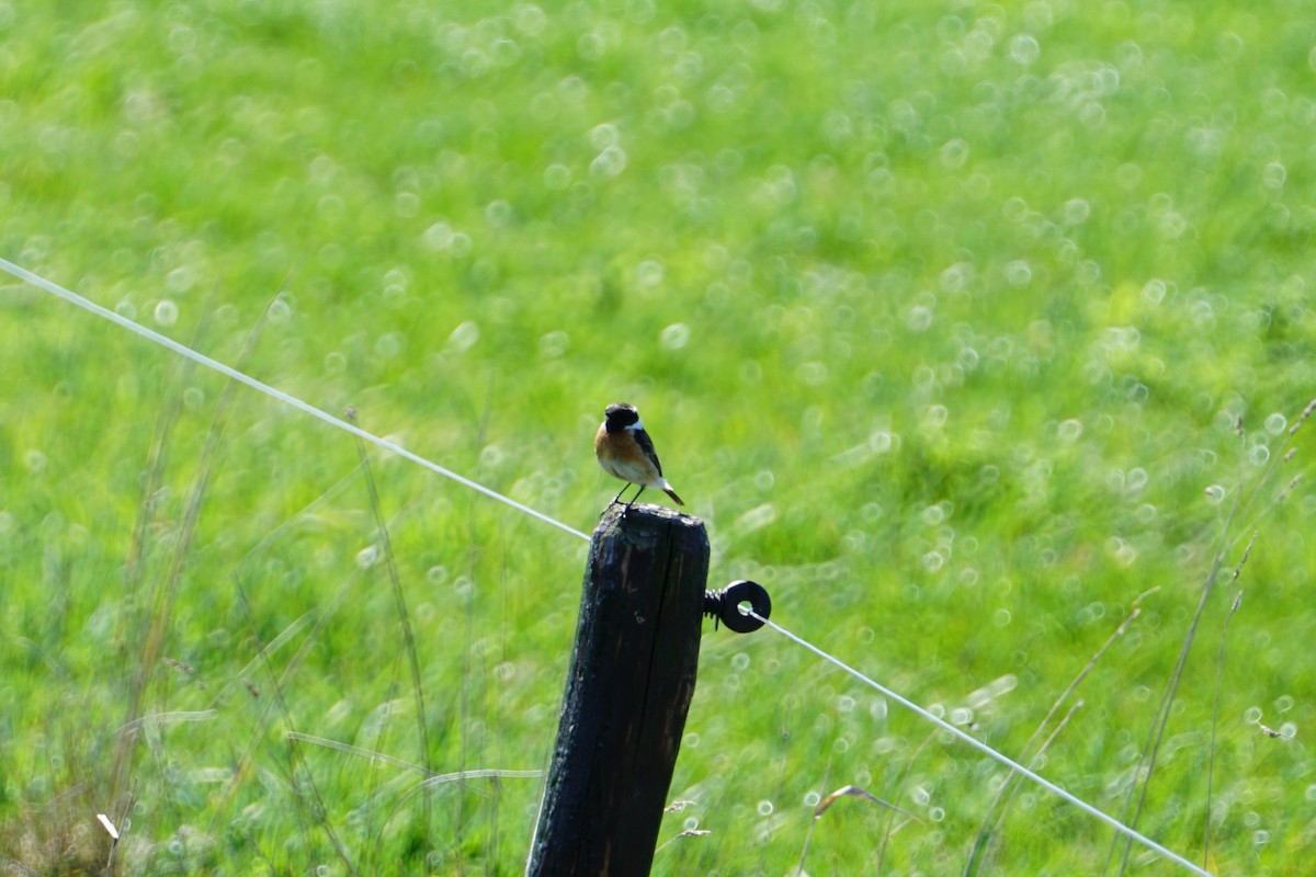 European Stonechat - ML596684611