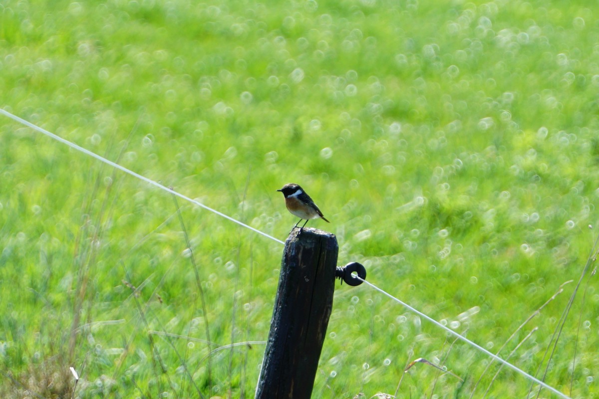 European Stonechat - ML596684621