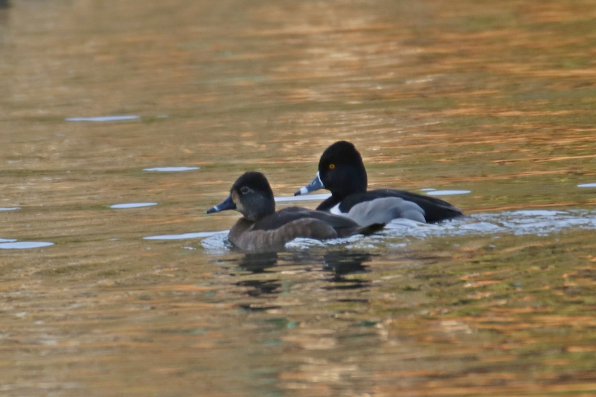 Ring-necked Duck - ML596684861