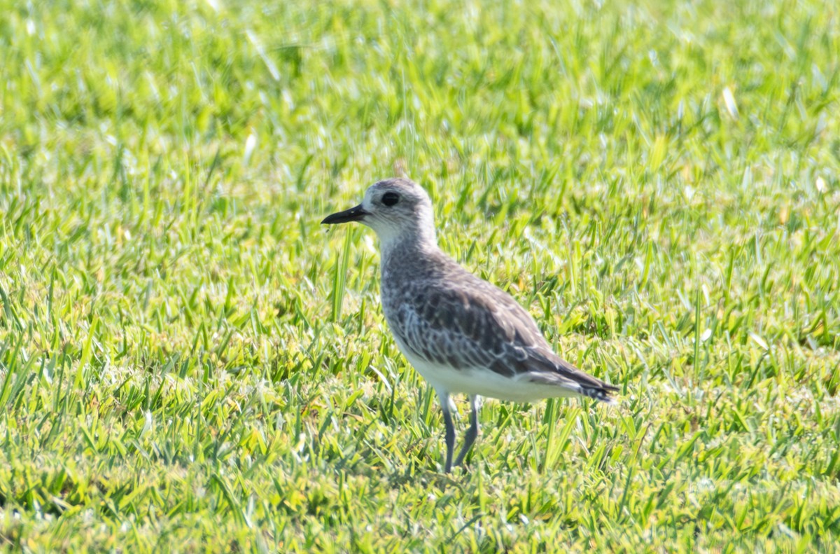 Black-bellied Plover - Ken Reichner