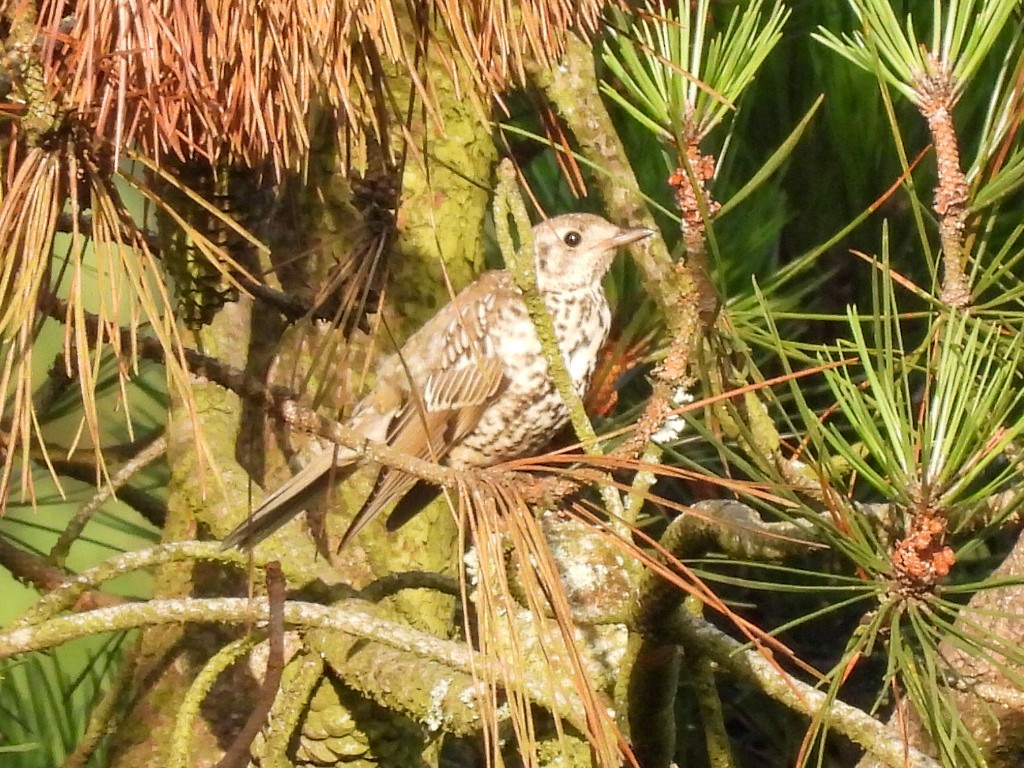 Mistle Thrush - José Ramón Martínez