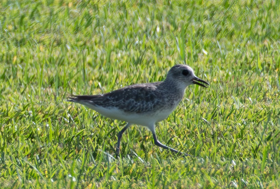 Black-bellied Plover - Ken Reichner