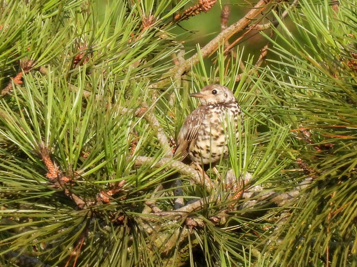 Mistle Thrush - José Ramón Martínez