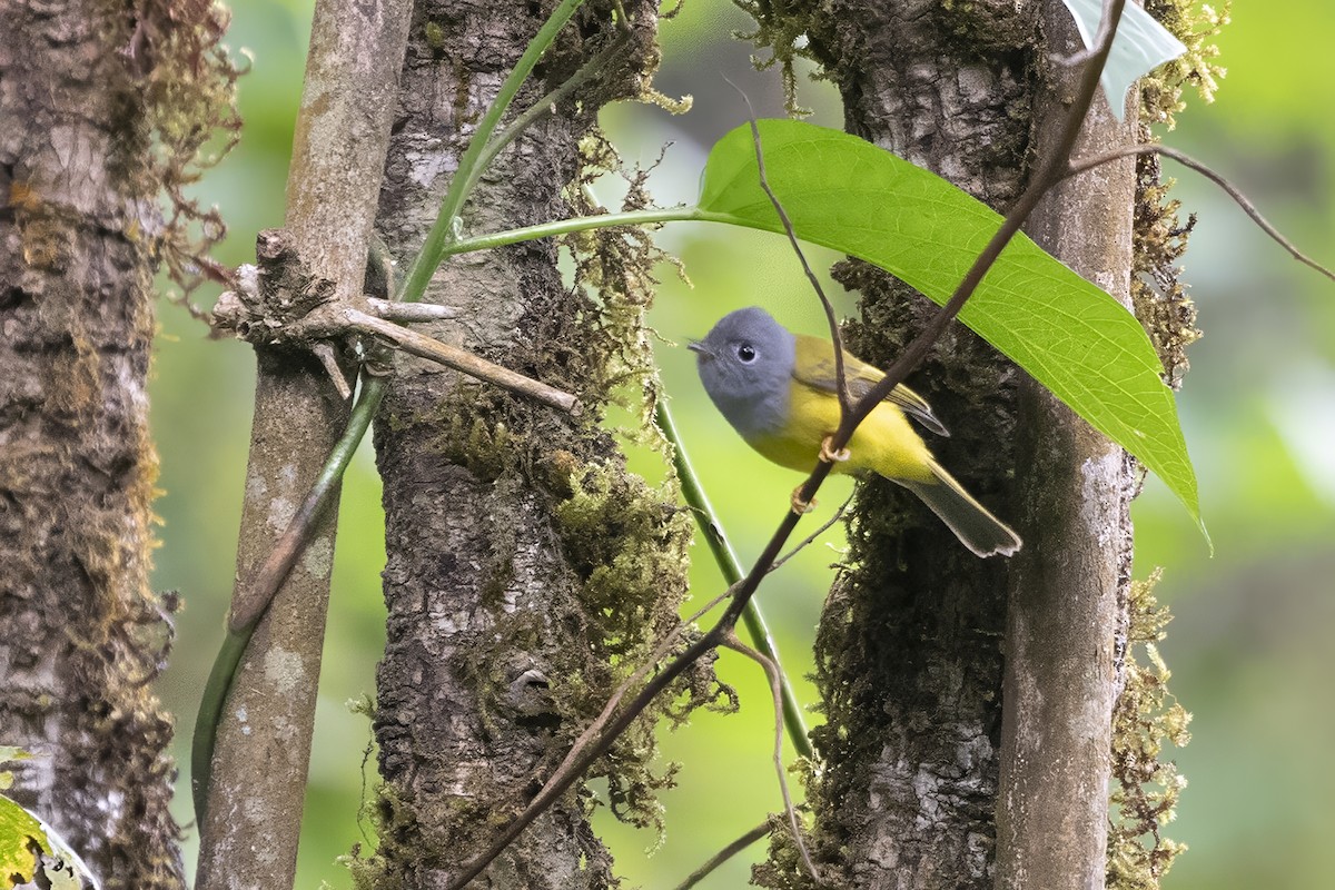 Gray-headed Canary-Flycatcher - Prabhakar Manjunath