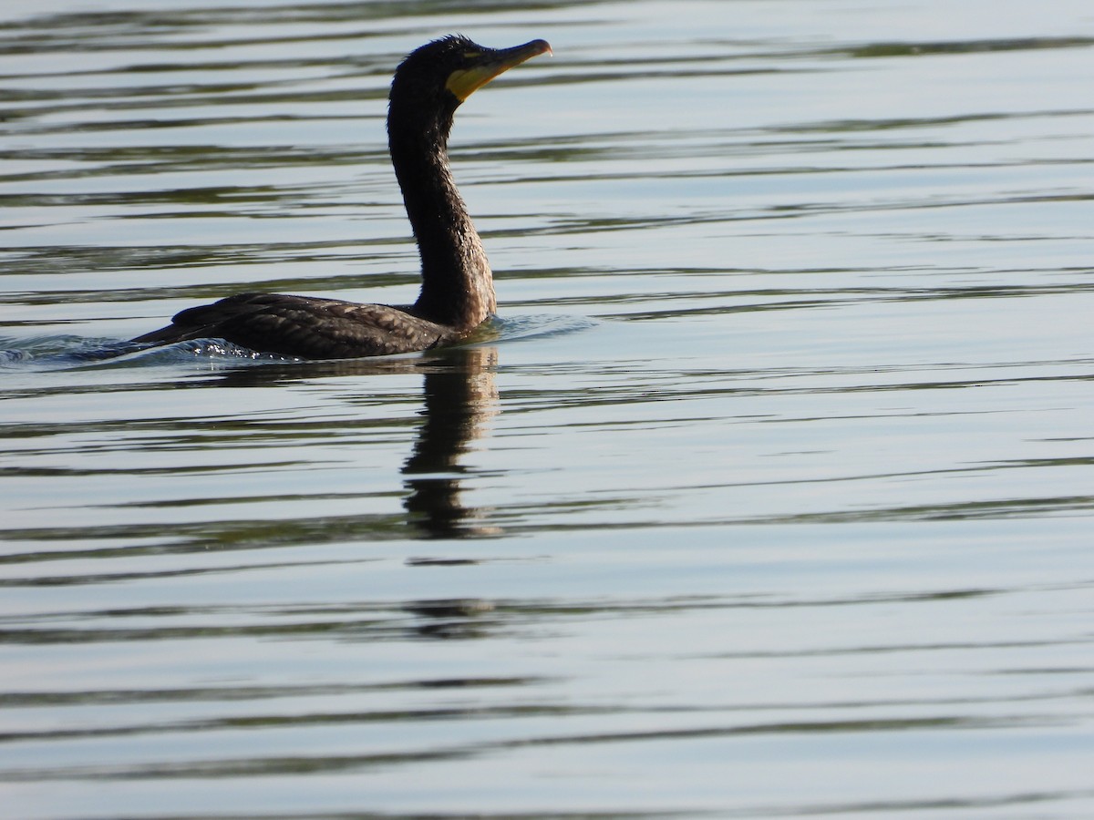 Double-crested Cormorant - ML596686221