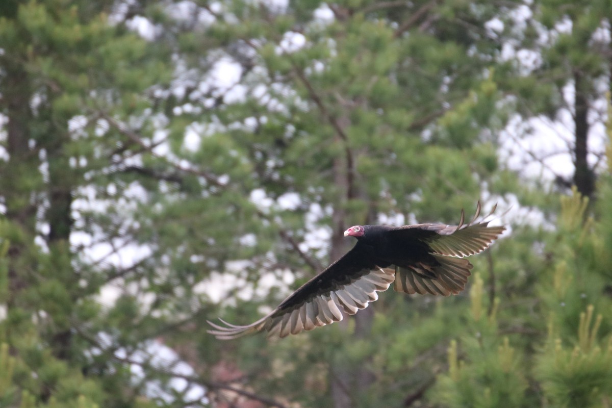Turkey Vulture - ML596687591