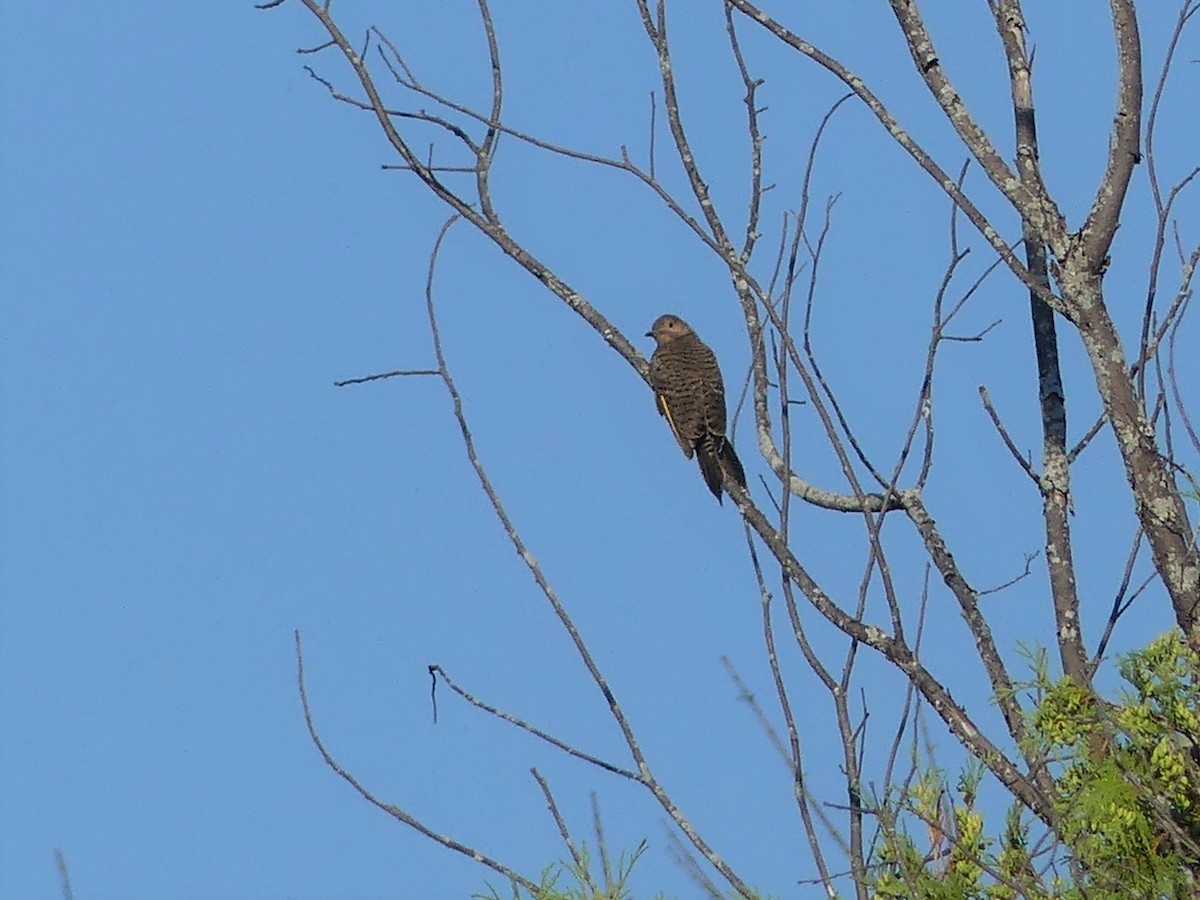 Northern Flicker - André Labelle