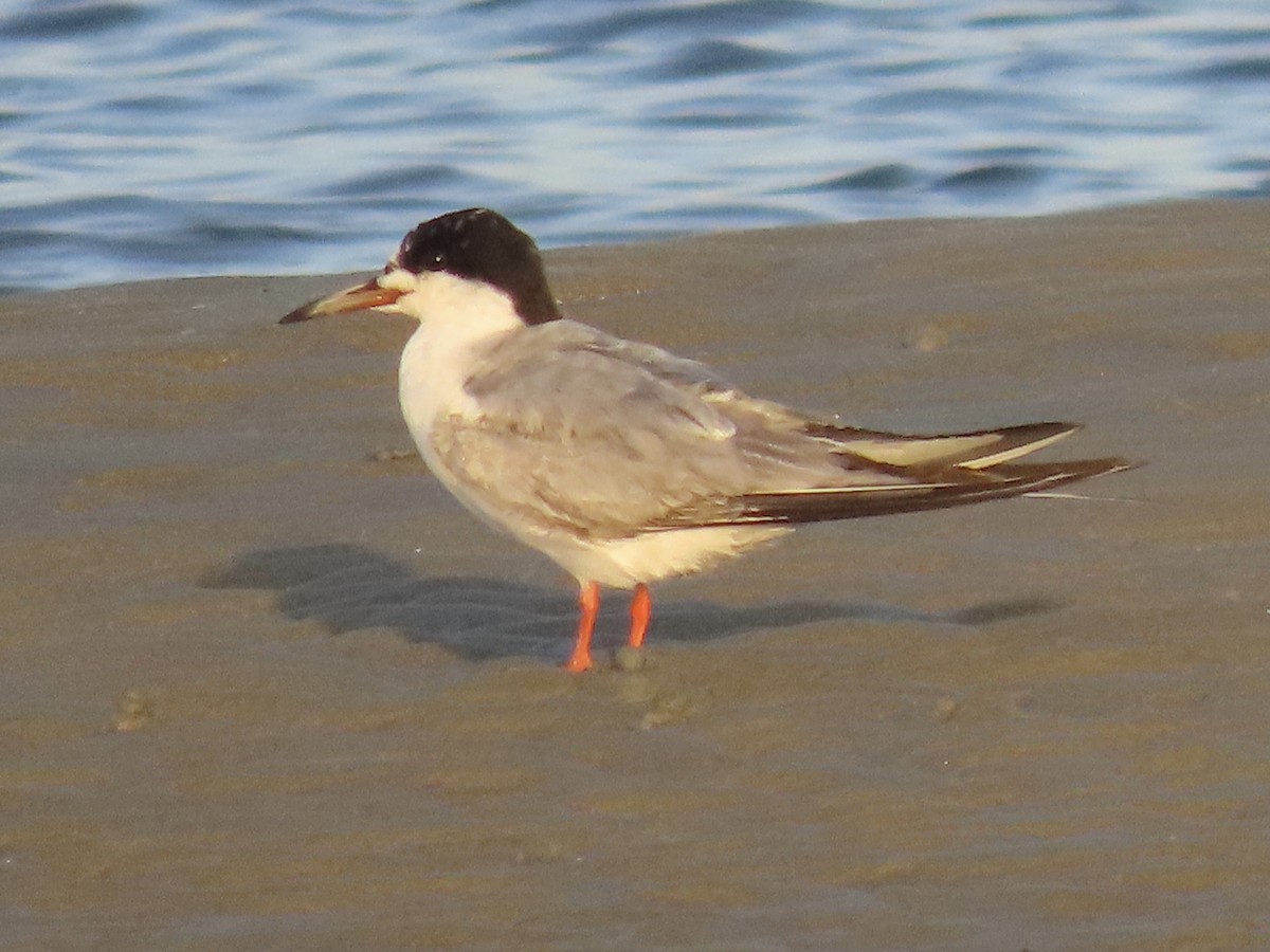 Common Tern - Green Blood